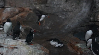 Азиатка течет от оргазма - эксклюзивное секс видео