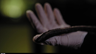 SKIP Little Angel - May Thai секс видео смотреть онлайн