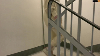 Секс видео онлайн: развратная девушка сосет у входа