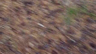 Горячее порно видео – страстная девушка отдается в лесу